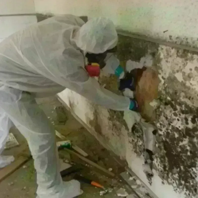 Mold Remediation and Removal in Woodway, TX